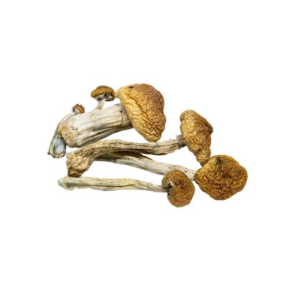 mushroom cultivation supplies