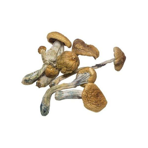 acheter des champignons en ligne