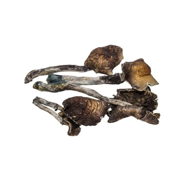 acquistare funghi psilocibinici online