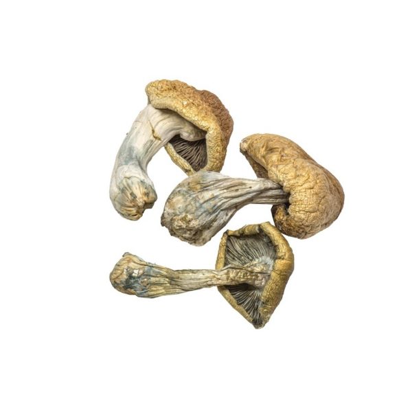 buy magic mushrooms near me