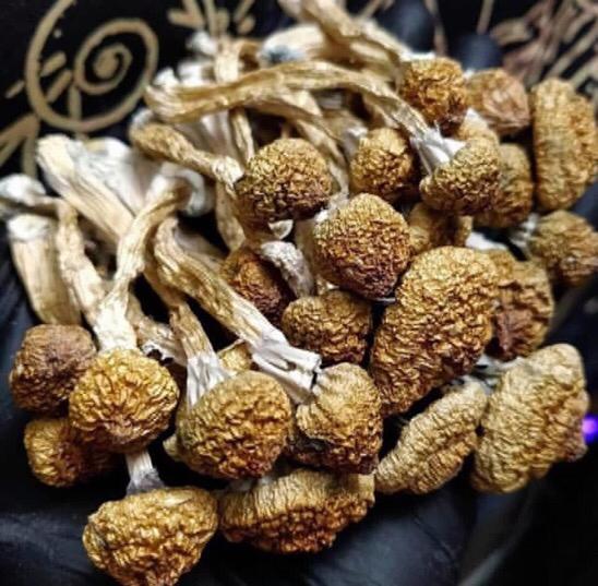 buy magic mushrooms online